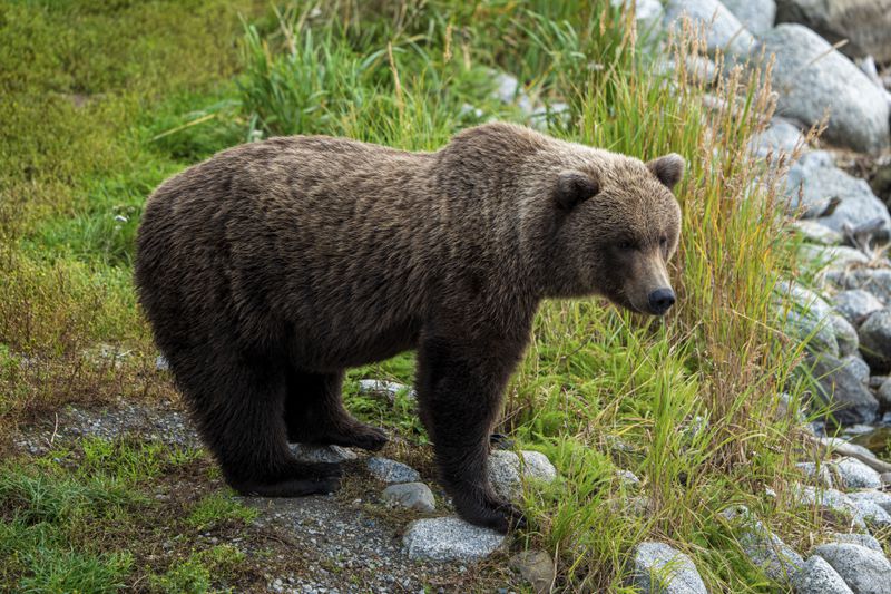 This image provided by the National Park Service shows 910's cub at Katmai National Park in Alaska on Sept. 13, 2024. (F. Jimenez/National Park Service via AP)