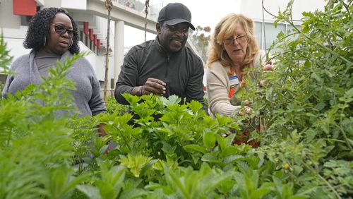 Bella McGowan, right, works at a community garden with local residents Rico De Rixey, center, and his wife Geraldine Brand, Thursday, April 13, 2023, in Los Angeles. McGowan, a master gardener and horticultural therapist, started volunteering four years ago after retiring from her job as a school psychologist. (AP Photo/Marcio Jose Sanchez, File)