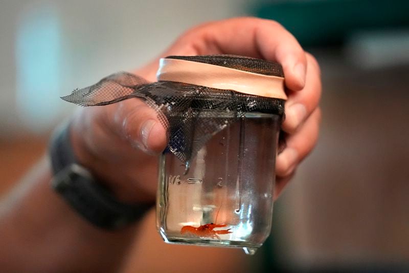 A baby lobster is seen in a jar at the University of New England, Thursday, Sept. 5, 2024, in Biddeford, Maine. (AP Photo/Robert F. Bukaty)