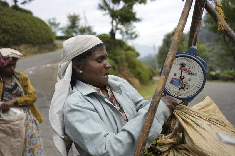 A woman tea plantation worker weighs a bag of tea leaves plucked at Spring Valley Estate in Badulla, Sri Lanka, Tuesday, Sept. 10, 2024. (AP Photo/Eranga Jayawardena)