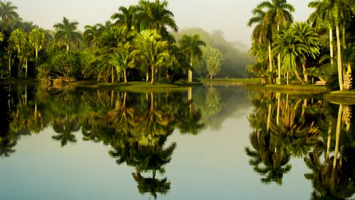 Palms reflect on Glade Lake along the iconic Baily Palm Glade Vista in the Fairchild Tropical Botanic Garden. (Courtesy of Fairchild Tropical Botanic Garden)
