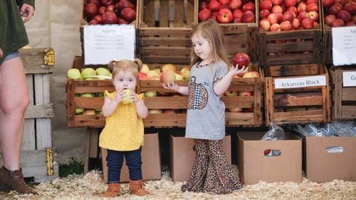 It’s never too early to eat an apple, especially when you’re at the Georgia Apple Festival in Ellijay.