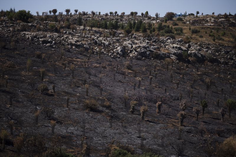 A burned field from previous shelling attacks from Lebanon is pictured in Safed, northern Israel, Friday, June 21, 2024. (AP Photo/Leo Correa)