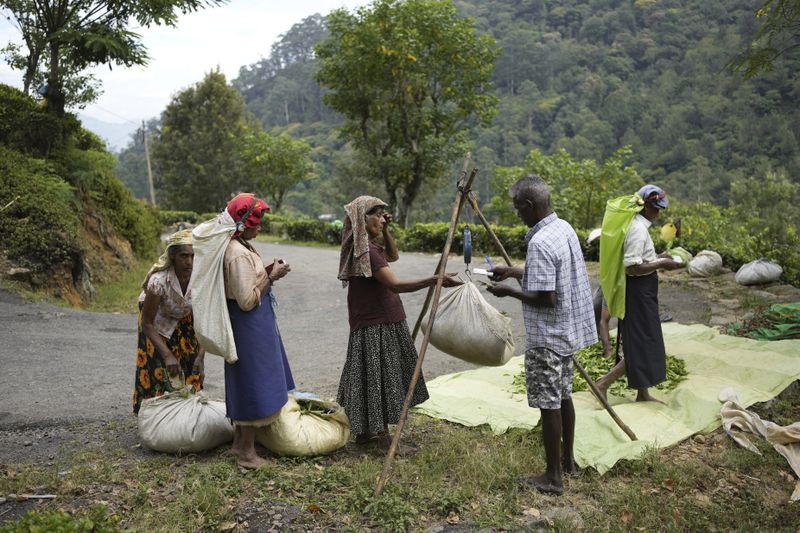 Tea plantation workers weigh plucked tea leaves at Spring Valley Estate in Badulla, Sri Lanka, Tuesday, Sept. 10, 2024. (AP Photo/Eranga Jayawardena)