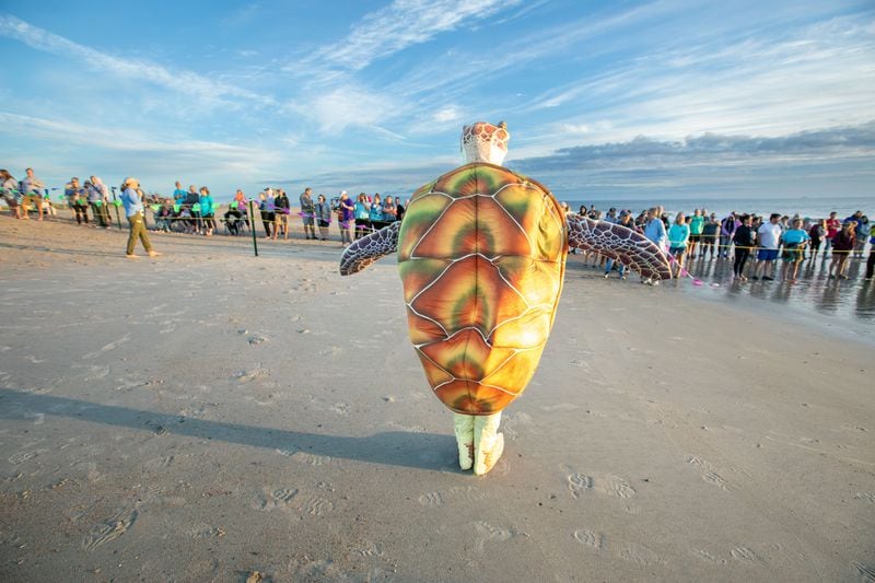 The Tybee Island Marine Science Center's sea turtle mascot kept the crowd entertained before Ike's release. (Casey Jones for the Savannah Morning News)