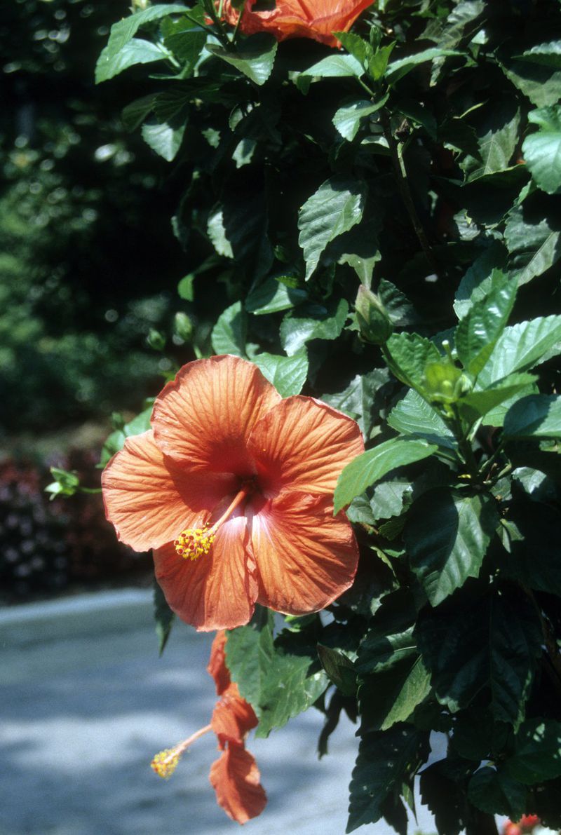 Late summer pruning is best for getting hibiscus to flower in spring. CONTRIBUTED BY WALTER REEVES