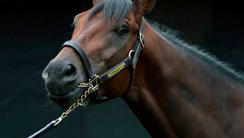 Kentucky Derby champion Nyquist poses for photographers outside Barn 41 at Churchill Downs in Louisville, Ky., Sunday, May 8, 2016. (AP Photo/Garry Jones)