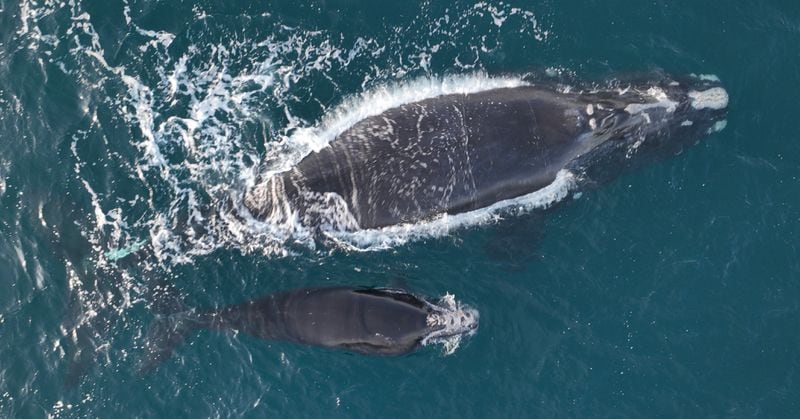 A right whale named Juno (top) and its injured calf (bottom) were photographed about 20 nautical miles off Sapelo Island, Ga., on Feb. 1, 2024.