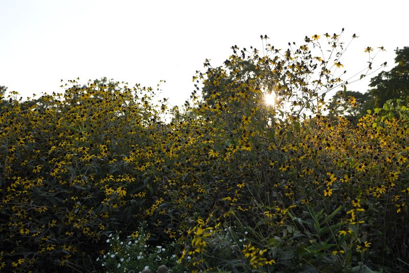 A meadow is visible in Detroit, Tuesday, Sept. 10, 2024. (AP Photo/Paul Sancya)