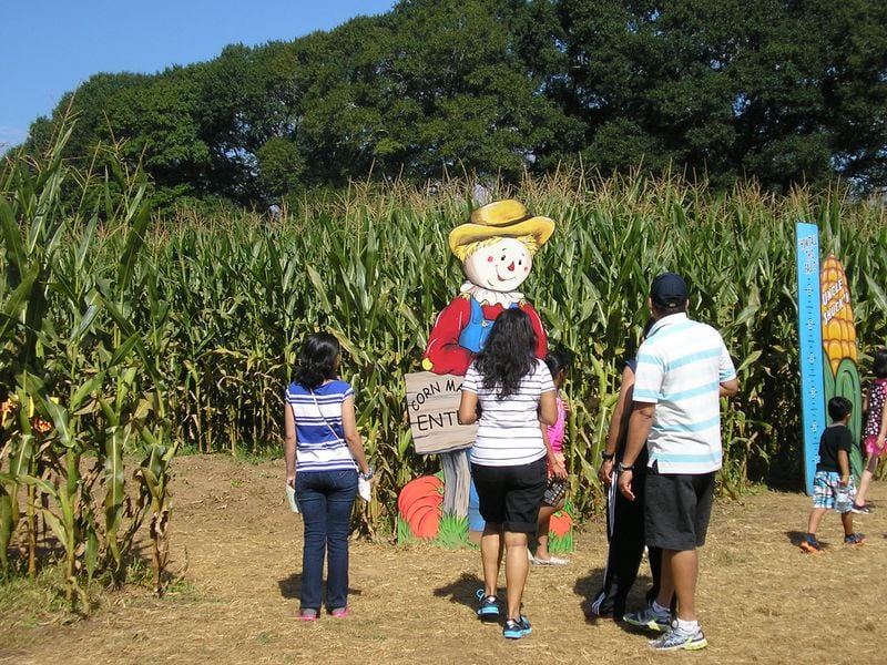 A large corn maze is one of the many activities at Uncle Shuck's. Courtesy of Uncle Shuck's/Ashley Glenn