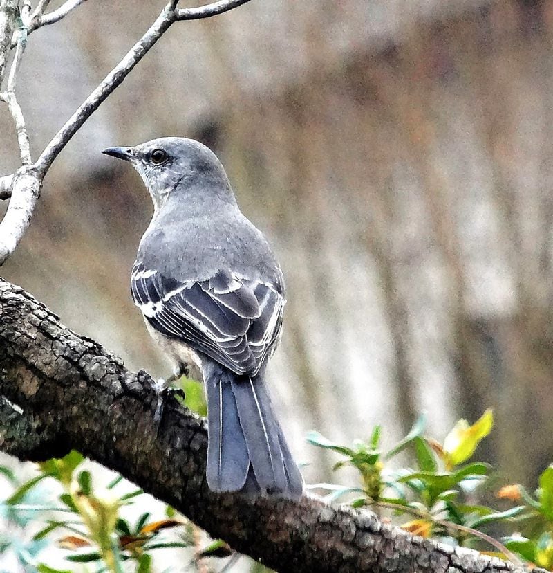 The Northern mockingbird, like the one shown here, sings from January to early August in Georgia and resumes singing again mid-September through early November. The bird’s spring repertoire is different from its fall repertoire. CONTRIBUTED BY CHARLES SEABROOK