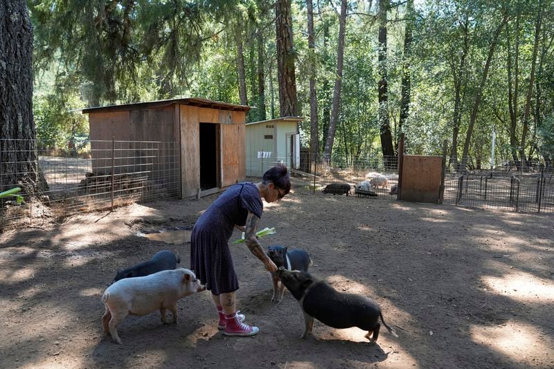 Kathy Cullen feeds celery to the pigs at her animal sanctuary, Jolene's Retreat, Monday, Sept. 23, 2024, in Occidental, Calif. (AP Photo/Godofredo A. Vásquez)