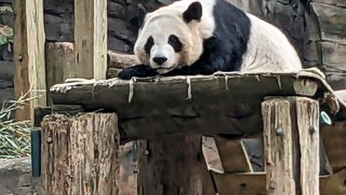 FILE - One of four giant pandas at Zoo Atlanta rests in their habitat on Dec. 30, 2023, in Atlanta. (AP Photo/Kate Brumback, File)