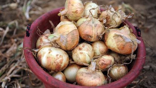 SECONDARY 110502 Collins -- A bucketful of Vidalia onions harvested by a migrant worker from Mexico at Sikes Farms in Collins Monday, May 2, 2011. Bita Honarvar bhonarvar@ajc.com A bucketful of Vidalia onions. (AJC Staff)