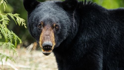 A teenage girl bravely fought off a large female black bear (actual one not pictured) after seeing the animal attack her dogs as it walked along a wall in the backyard of a California home with two small cubs.