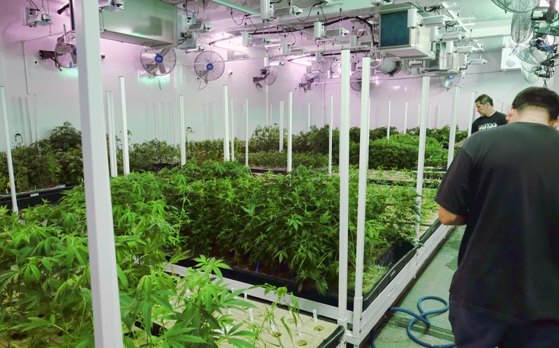 FILE - Caretakers oversee a grow room for medical marijuana at ShowGrow, a medical marijuana dispensary in Los Angeles, April 20, 2017. (AP Photo/Richard Vogel, File)