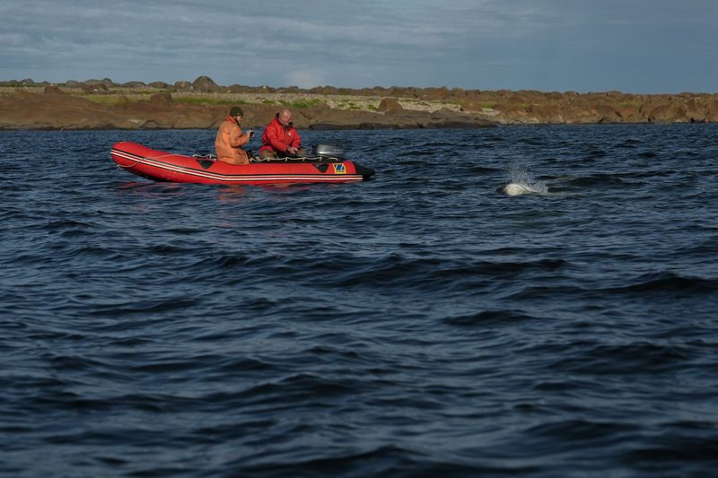 People watch as a beluga whale surfaces near their boat, Sunday, Aug. 4, 2024, near Churchill, Manitoba. (AP Photo/Joshua A. Bickel)