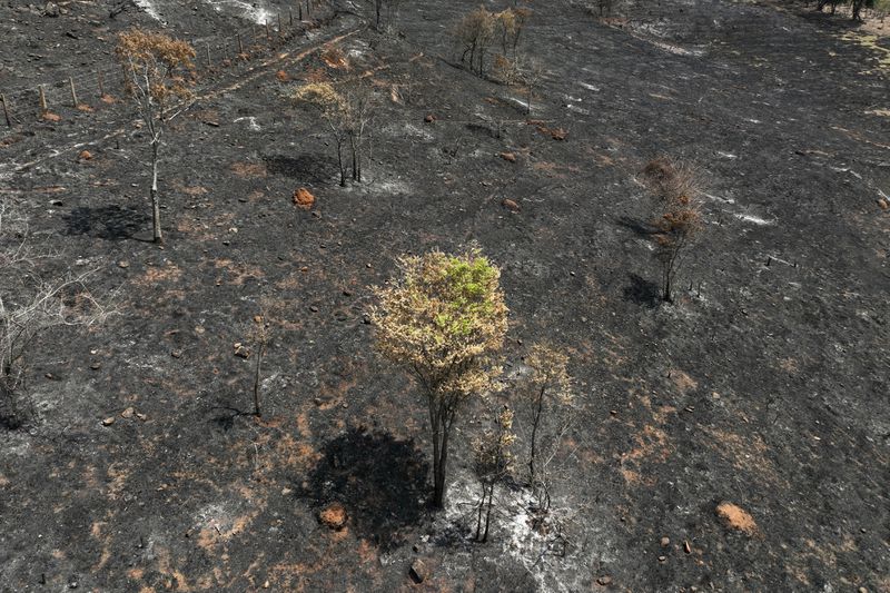 An aerial view of a coffee plantation consumed by wildfires in a rural area of Caconde, Sao Paulo state, Brazil, Wednesday, Sept. 18, 2024. (AP Photo/Andre Penner)