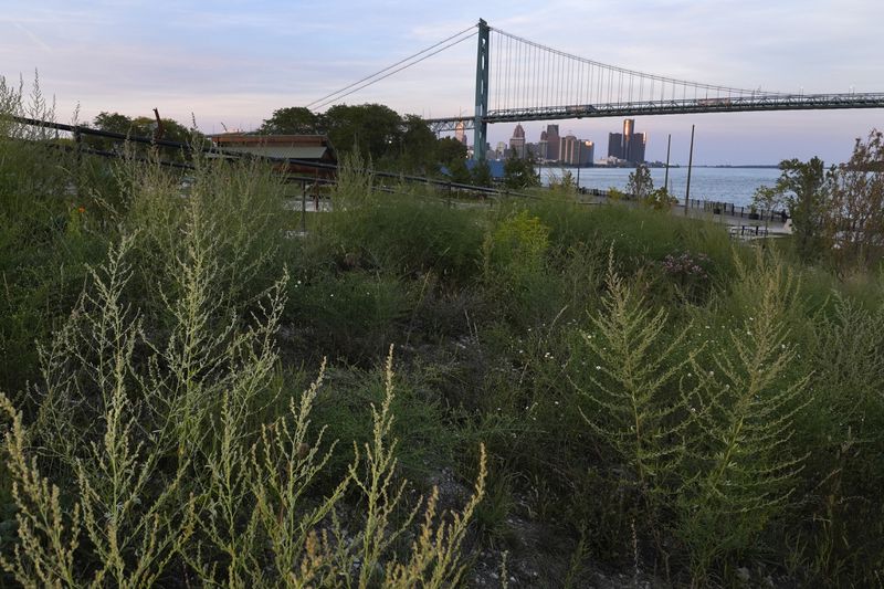 A meadow is visible at Riverside Park in Detroit, Tuesday, Sept. 10, 2024. (AP Photo/Paul Sancya)