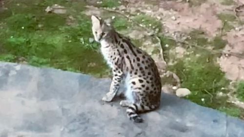 This is a picture of the serval, which authorities are trying to find.