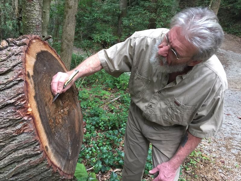 Chattooga Conservancy founder Buzz Williams examines the growth rings on a Canadian hemlock tree, which toppled in the wind before being cut by the Forest Service. The tree was likely a sapling during the Teddy Roosevelt administration, he said. JOHNNY EDWARDS / JREDWARDS@AJC.COM