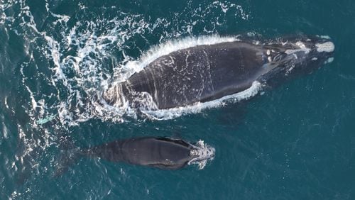A right whale named Juno (top) and its injured calf (bottom) were photographed about 20 nautical miles off Sapelo Island, Ga. on Feb. 1, 2024. The calf was found dead Sunday on Cumberland Island. Georgia Department of Natural Resources / NOAA