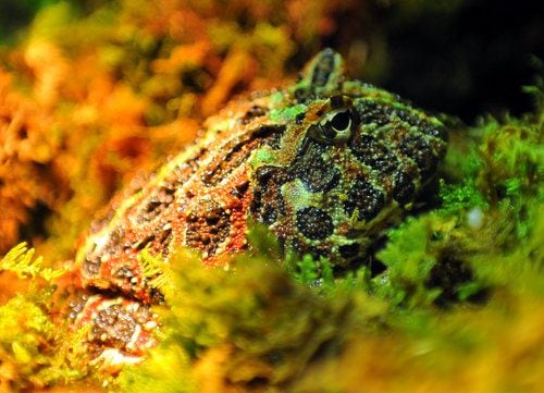 Frogs- A Chorus of Colors opens at the Georgia Aquarium