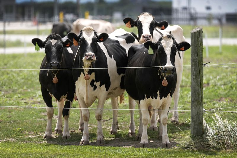 Dairy cows stand in a field outside of a milking barn at the U.S. Department of Agriculture's National Animal Disease Center research facility in Ames, Iowa, on Tuesday, Aug. 6, 2024. (AP Photo/Charlie Neibergall)