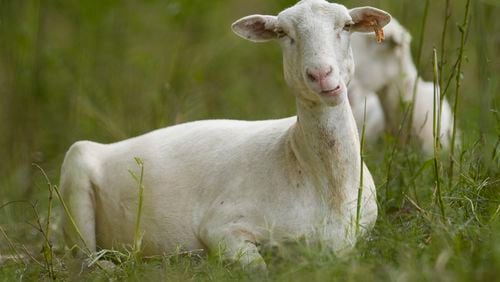 A sheep from a flock called the Chew Crew is seen on the Cumberland River bank Tuesday, July 9, 2024, in Nashville, Tenn. The sheep are used to clear out overgrown weeds and invasive plants in the city's parks, greenways and cemeteries. (AP Photo/George Walker IV)