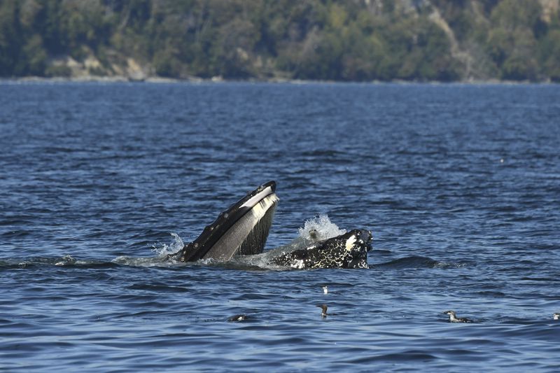 This photo provided by Blue Kingdom Whale and Wildfire Tours shows a seal in the mouth of a humpback whale on Thursday, Sept. 12, 2024, in the waters off of Anacortes, Wash. (Brooke Casanova/Blue Kingdom Whale and Wildfire Tours via AP)