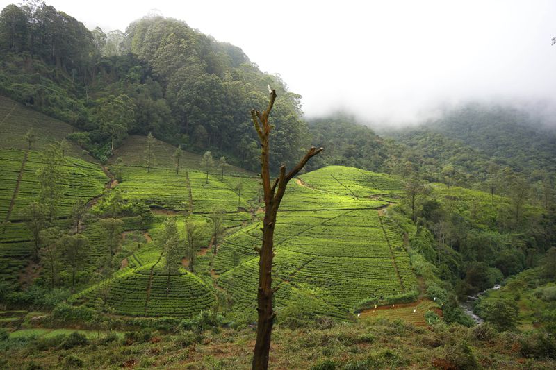 Tea bushes gleam in the afternoon light at a tea plantation in Nanu Oya, Sri Lanka, Tuesday, Sept. 10, 2024. (AP Photo/Eranga Jayawardena)