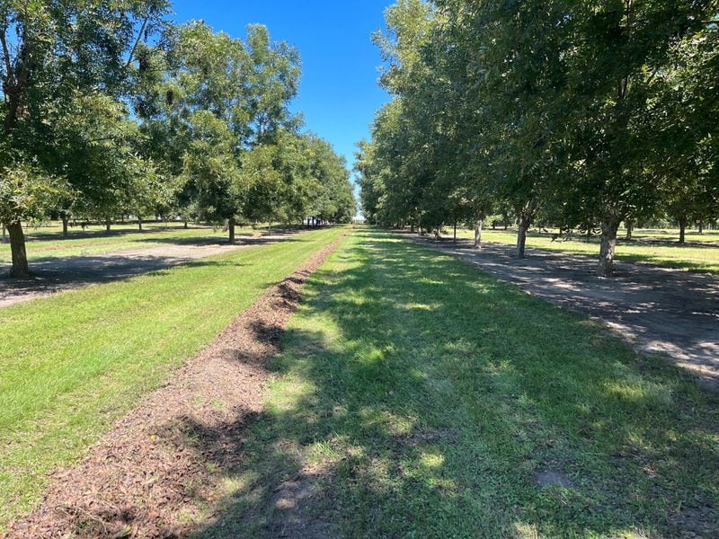 Rows of pecan trees are shown at Hiers Orchards, a pecan farm in Dixie, Ga., on Tuesday, Sept. 24, 2024, ahead of Hurricane Helene's arrival in the state. (Courtesy of Vance Hiers)