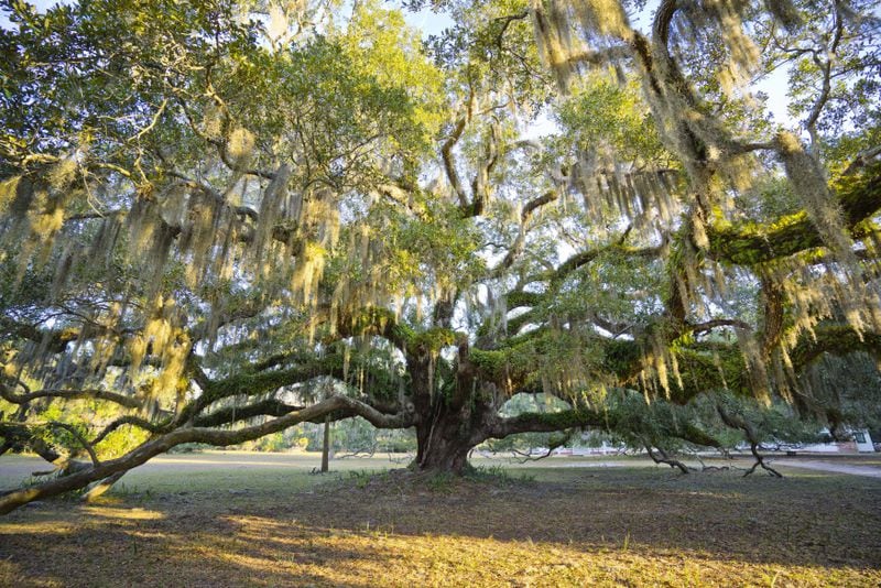 Ancient oaks stand near the Dungeness ruins. Cumberland Island is home to one of the largest remaining maritime forests in the world.