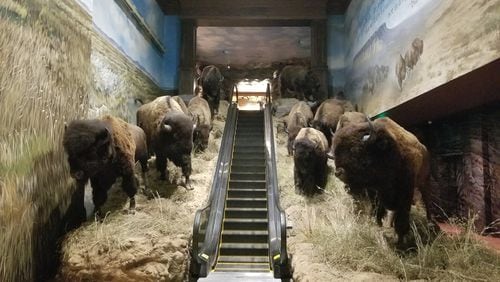 A bison-flanked escalator takes visitors into the Wonders of Wildlife. (Steve Johnson/Chicago Tribune/TNS)
