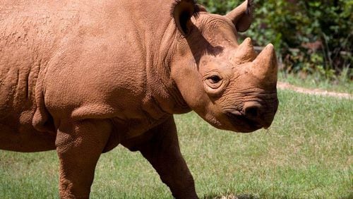 Andazi, a 10-year-old female eastern black rhinoceros shown in this 2010 photo, will move to the Little Rock Zoo in Arkansas March 30.