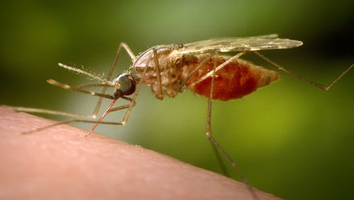 This 2014 photo made available by the U.S. Centers for Disease Control and Prevention shows a feeding female Anopheles funestus mosquito. (James Gathany/CDC via AP)