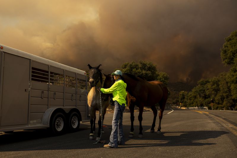 A person moves horses into a trailer as the Airport Fire closes in Tuesday, Sept. 10, 2024, in El Cariso, an unincorporated community in Riverside County, Calif. (AP Photo/Etienne Laurent)