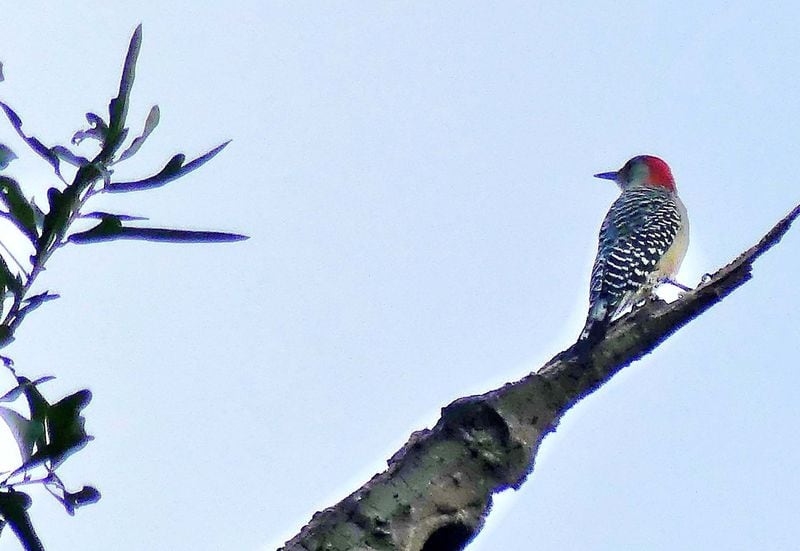 A red-bellied woodpecker perches atop a tree in Friendship Forest Wildlife Sanctuary in Clarkston. A former recreation park, Friendship Forest is being restored to native habitat by the City of Clarkston and conservation and community organizations. PHOTO CREDIT: Charles Seabrook