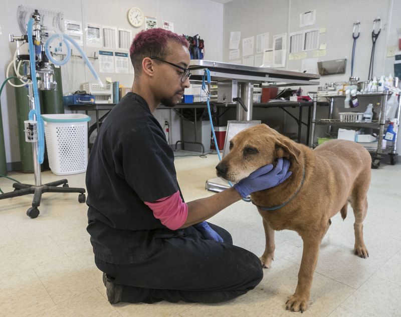 Ash Walsh, a veterinarian technician, tries to calm down 10 year old "Brownie" for a senior check up in the clinic trailer in Fulton County. (Photo: Bob Andres / bandres@ajc.com)