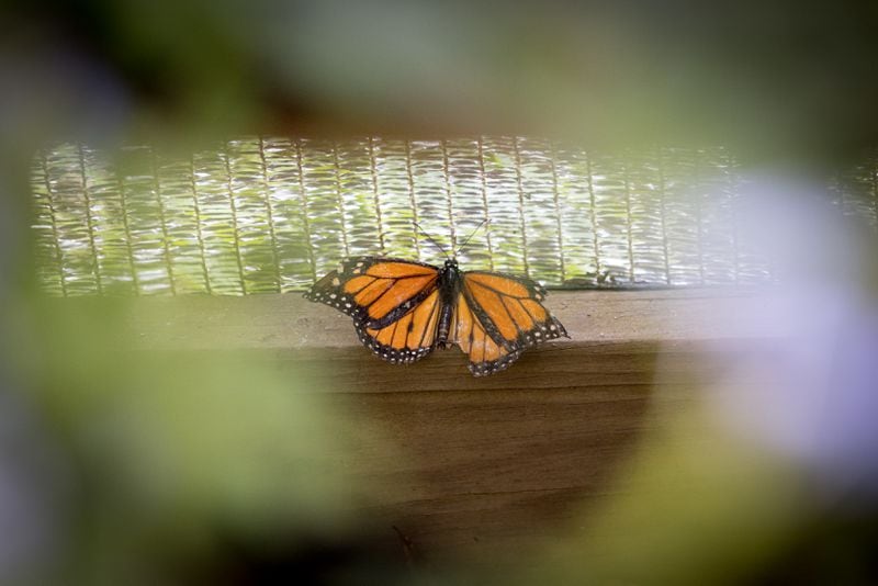 A monarch butterfly sits on a ledge at the Butterfly Encounter exhibit at the Chattahoochee Nature Center in Roswell on Friday, June 17, 2022. (Arvin Temkar / arvin.temkar@ajc.com)