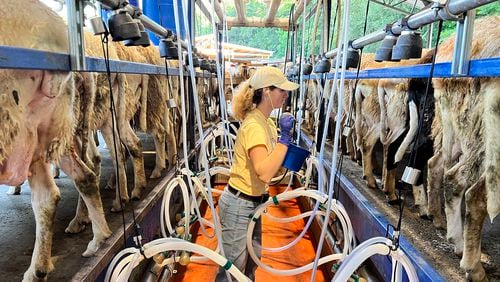 Hannah Walker monitors the milking barn at Rosemary and Thyme Creamery. The barn can hold 12 sheep at a time. (Courtesy of Hannah Walker)