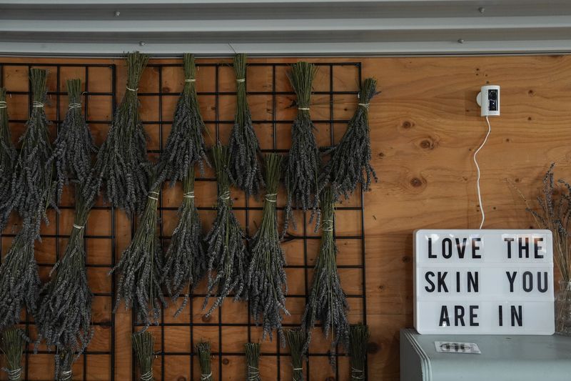 Bunches of cut lavender hang on display, Wednesday, Aug. 21, 2024, at Hereward Farms in East Garafraxa, Ontario. (AP Photo/Joshua A. Bickel)