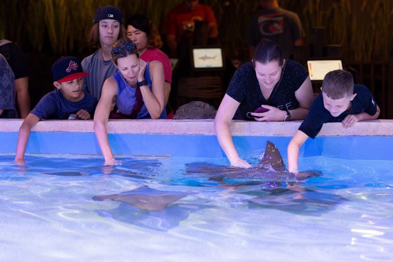 Guests reach for cownose rays during the soft opening of the Explorers Cove exhibition at the Georgia Aquarium in Atlanta on Wednesday, August 14, 2024. (Arvin Temkar/AJC)