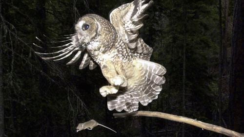 FILE - A northern spotted owl flies after an elusive mouse jumping off the end of a stick in the Deschutes National Forest near Camp Sherman, Ore., May 8, 2003. (AP Photo/Don Ryan, File)