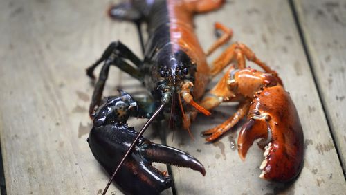 A two-toned lobster is seen in a marine sciences lab at the University of New England, Thursday, Sept. 5, 2024, in Biddeford, Maine. The rare color scheme is the result of two eggs fusing together to create a one-in-50 million lobster.(AP Photo/Robert F. Bukaty)