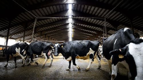 Cows return to their pens after a milking in central Minnesota. (Glen Stubbe/Minneapolis Star Tribune/TNS)