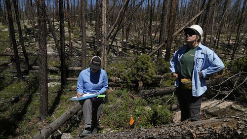 Marin Chambers, left, takes notes while Maddie Wilson provides observations Tuesday, June 11, 2024, in Bellvue, Colo, at a reforestation test plot at the 2020 Cameron Peak Fire burn area. (AP Photo/Brittany Peterson)