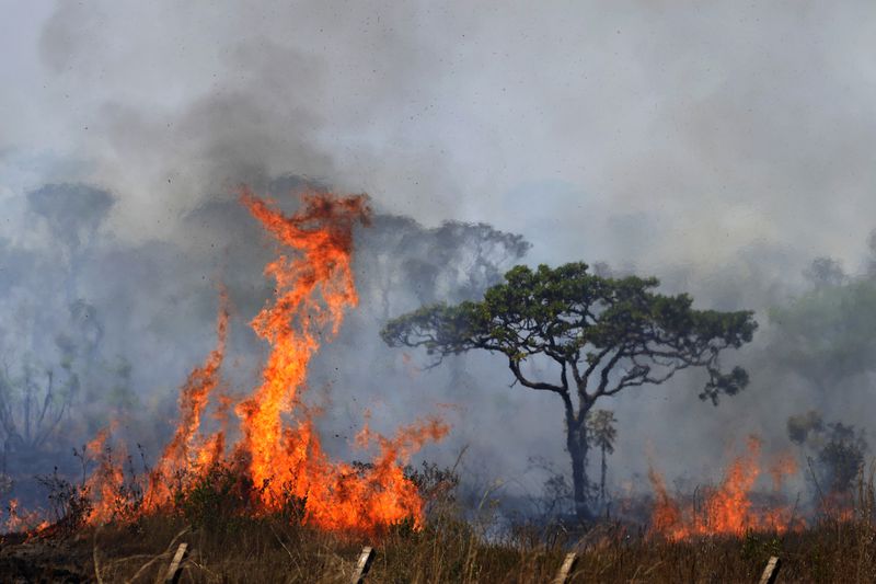 Fire spreads in the environmentally protected area of Brasilia National Park during the dry season in Brasilia, Brazil, Monday, Sept. 16, 2024. The head of the agency that manages protected areas, Mauro Pires, told the local press that the fire is man-made and appears to have started near the edge of a farm. (AP Photo/Eraldo Peres)