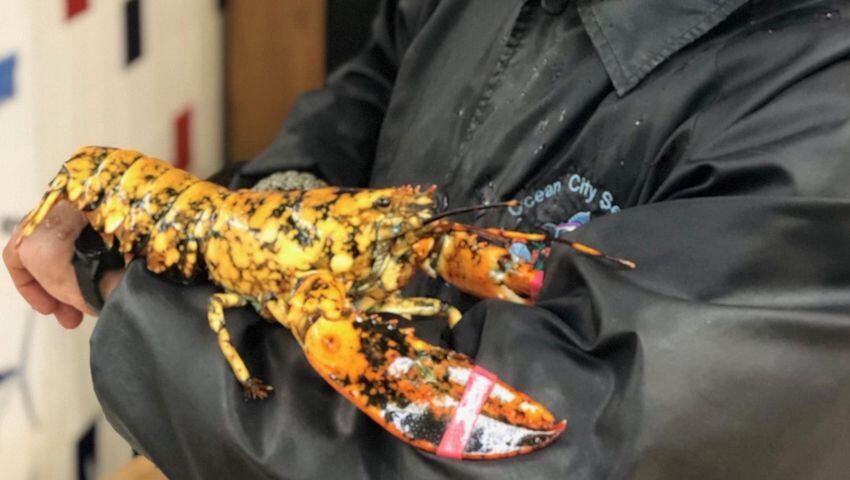 Rare calico lobster avoids steam pot, may come to Atlanta