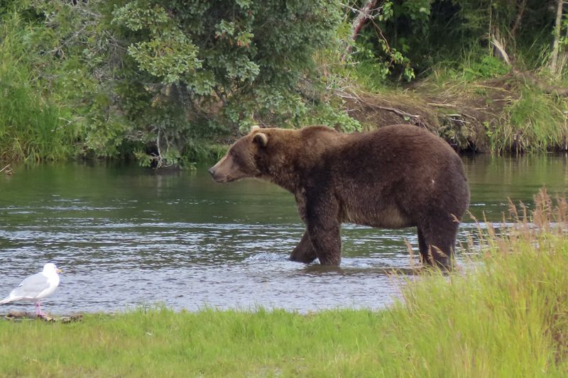 This image provided by the National Park Service shows bear 164 at Katmai National Park in Alaska on Aug. 31, 2024. (T. Carmack/National Park Service via AP)